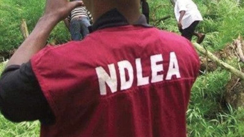 NDLEA intercepts 230,600 Tramadol tablets, arrests 106 suspects in Kano